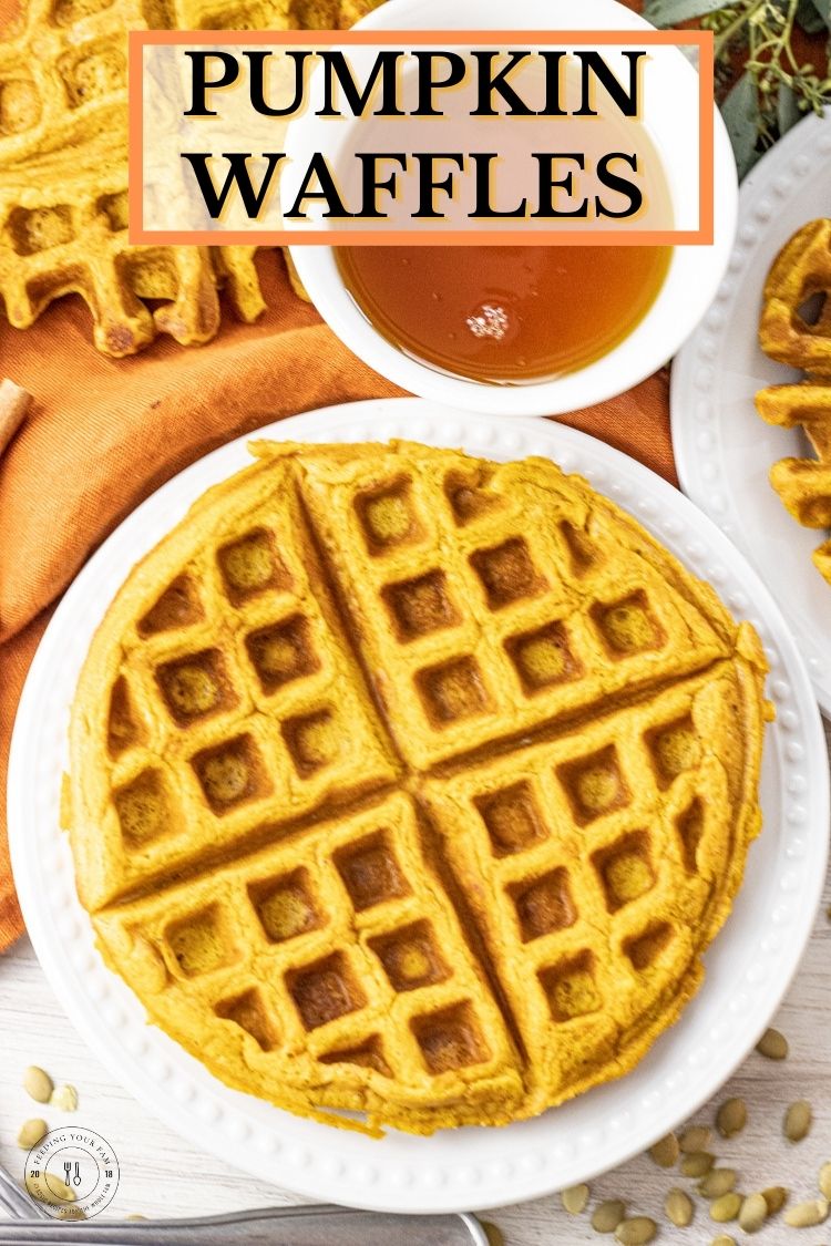 These pumpkin spice waffles have pumpkin puree, the basic ingredients for buttermilk waffles and a touch of pumpkin pie spices. This Pumpkin Waffle Recipe has all the delicious taste of a pumpkin pie and the warm, comforting flavors of a fluffy buttermilk waffle. Pumpkin waffles are a perfect way to bring the smells of Fall into your home anytime of the year.